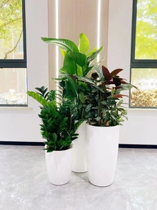 江北花木租摆哪家好